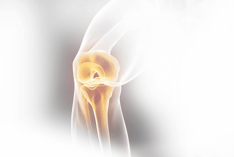 Ilustración 3D de la articulación de la rodilla